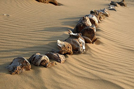رحلات سفاري صحراوية من الغردقة