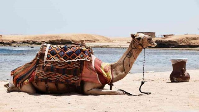 رحلة الى شاطئ شرم النجا من الغردقه