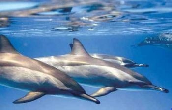 Escursione di snorkeling alla barriera corallina dei delfini di Sataya da Port Ghalib