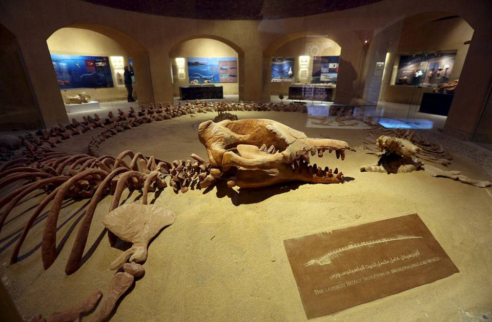 3 Day Trip to Fayoum oasis from Cairo