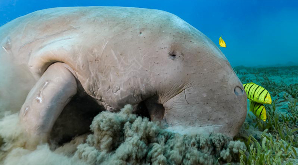 Abu Dabbab Dugong Snorkeling Trip from Soma Bay