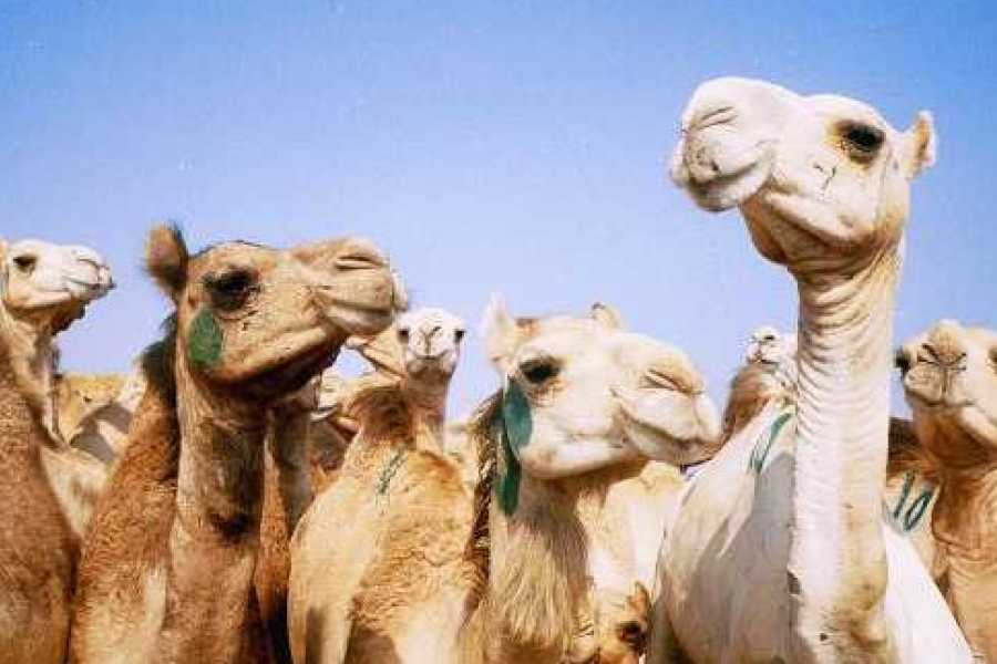 Birqash Camel Market tour from Cairo Birqash Camel Market tour from Cairo
