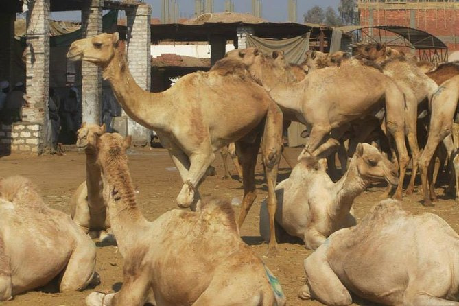 Birqash Camel Market tour from Cairo Birqash Camel Market tour from Cairo