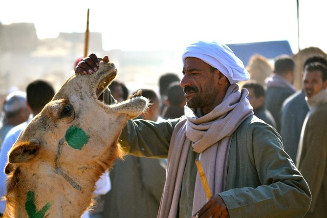 Birqash Camel Market tour from Cairo Birqash Camel Market tour from Cairo