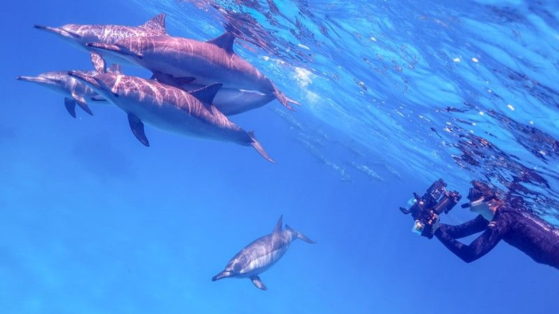 Diving Tour at Shaab Samadai from El Quseir