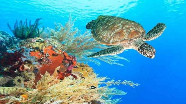 Find the Dugong by Speed Boat in Port Ghalib
