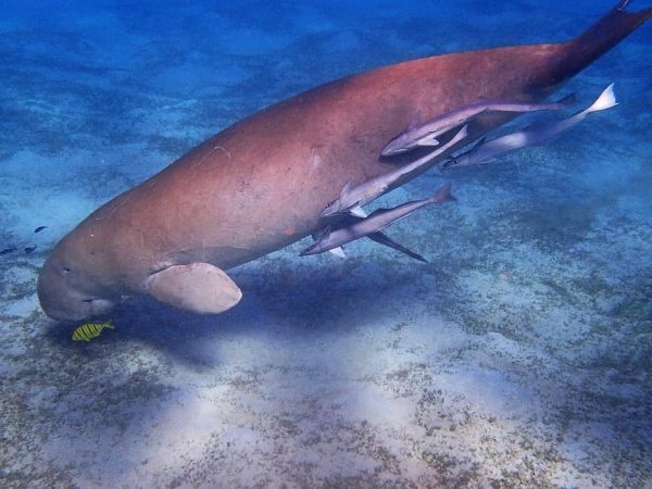 Find the Dugong by Speed Boat in Port Ghalib