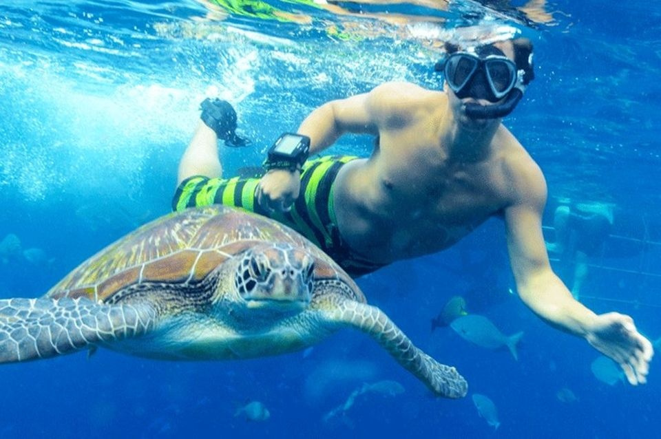 Find the Dugong in El Quseir by Speed Boat