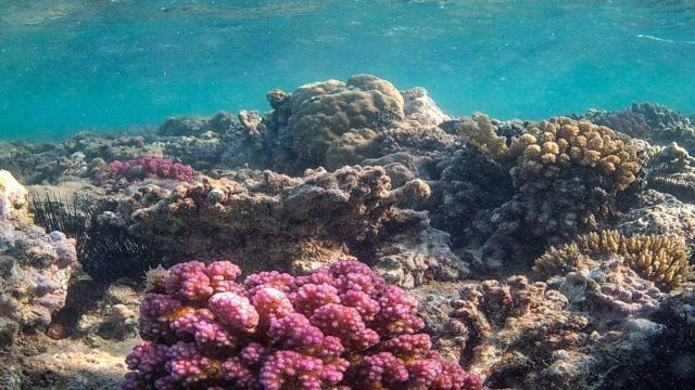 Half day Sharm El Luli snorkeling tour from Marsa Alam