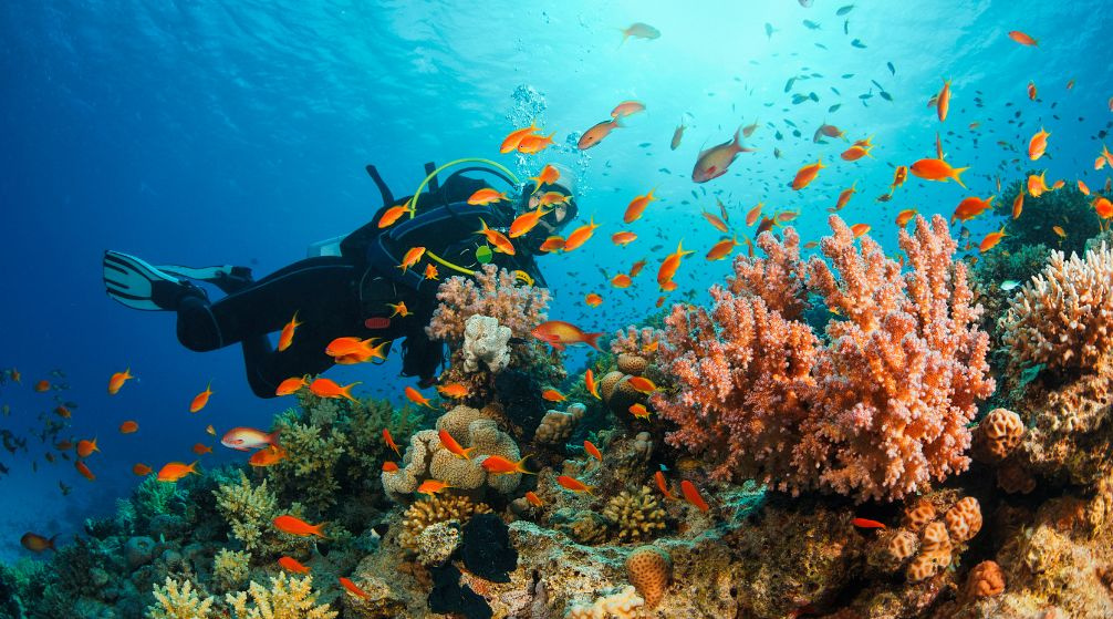 Marsa Mubarak Diving trip from Port Ghalib