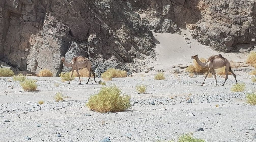Private Tour from El Quseir to wadi El Gemal