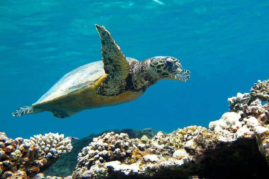 Private boat Trip to the White Island and Ras Mohamed