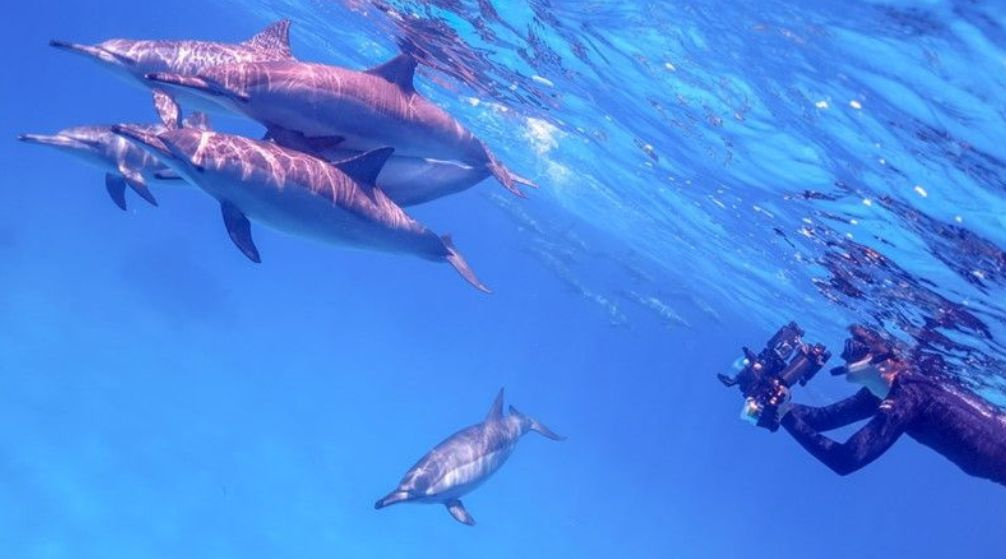 Private boat trip to Shaab Samadai from Marsa Alam