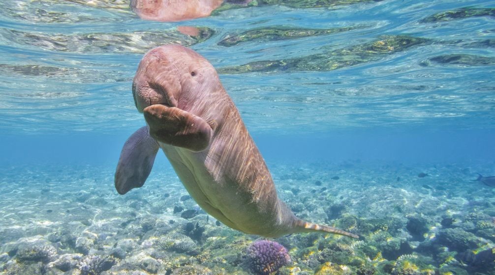 Search for the Dugong in Marsa Alam by Speed Boat