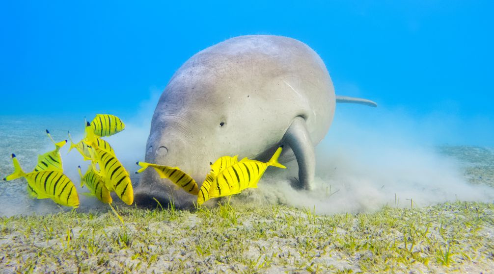 Search for the Dugong in Marsa Alam by Speed Boat