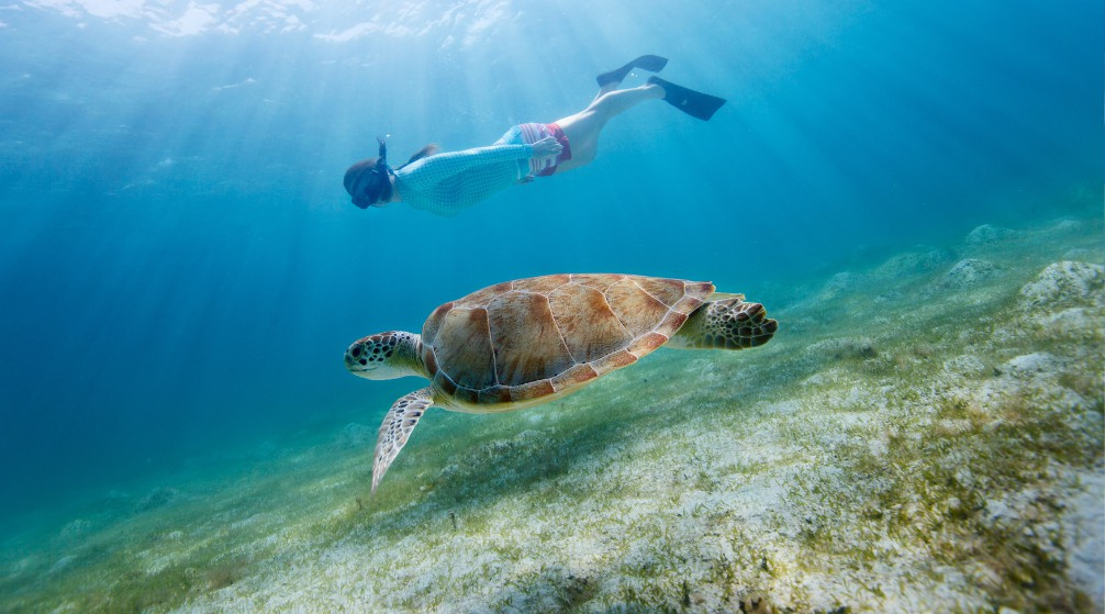 Shaab Samadai Snorkeling trip from El Quseir
