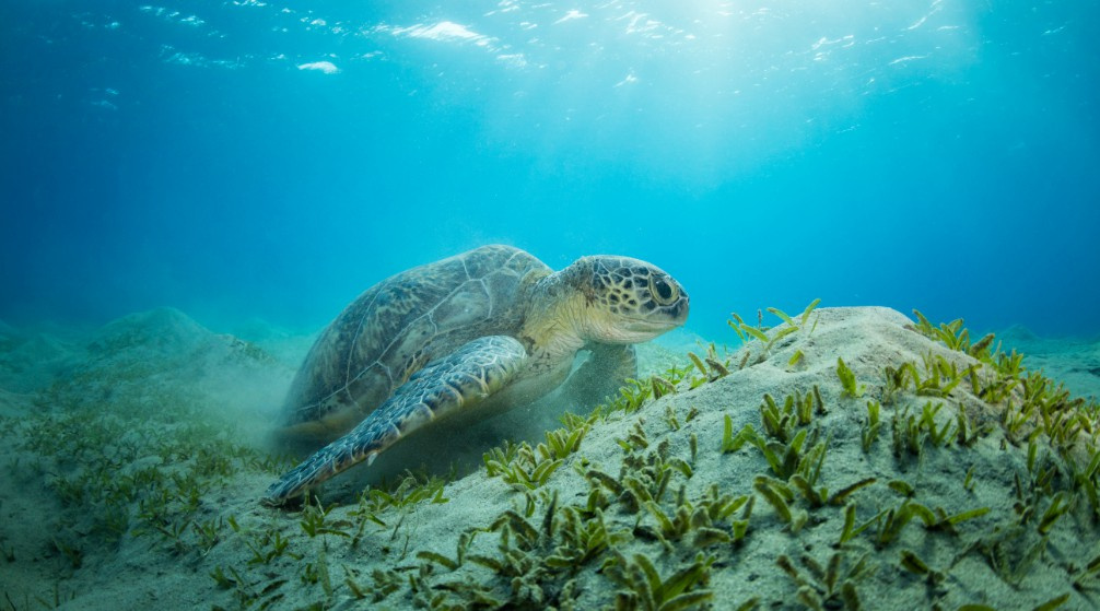 Shaab Samadai Snorkeling trip from Marsa Alam