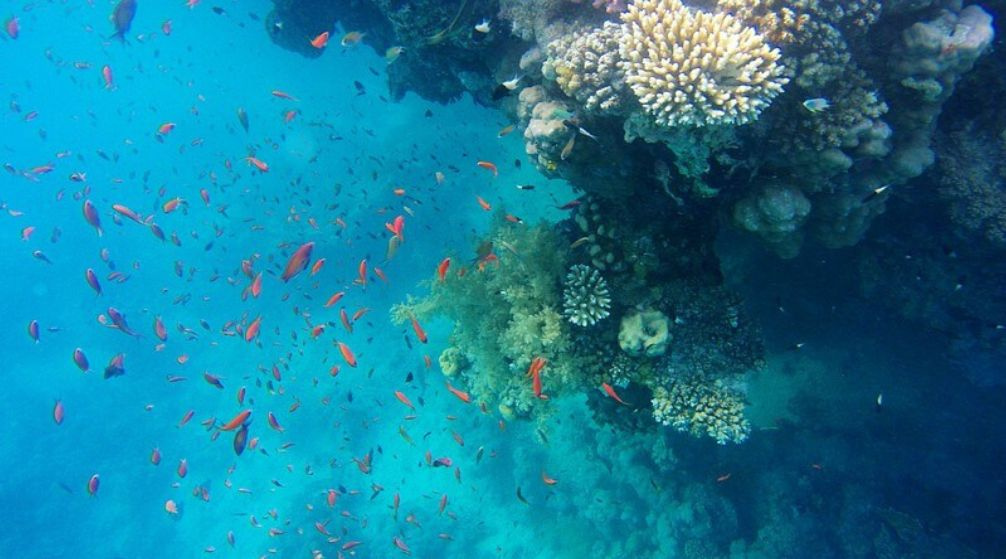Snorkeling Day trip to wadi El Qulaan and  Sharm el Lulli from El Quseir