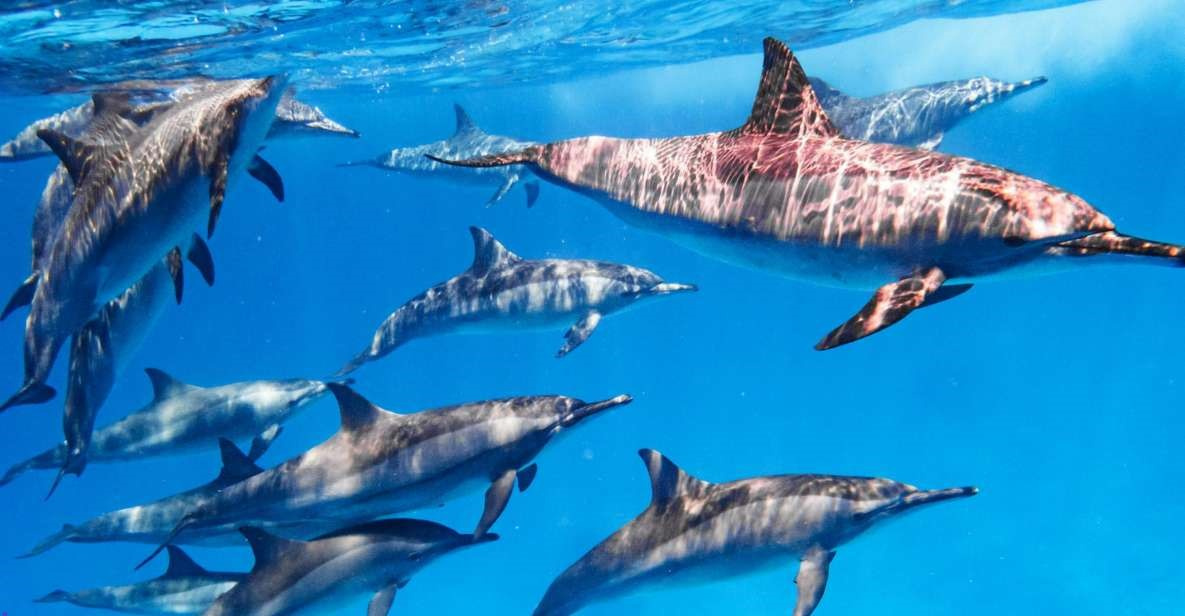 Snorkeling Excursion from El Quseir to Sataya Dolphin Reef