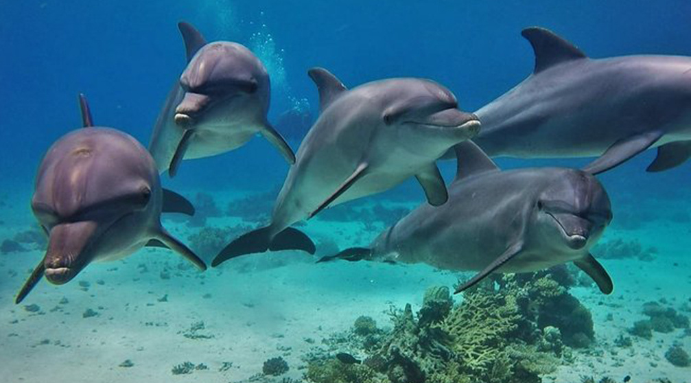 Snorkeling trip to the dolphin house from Hurghada
