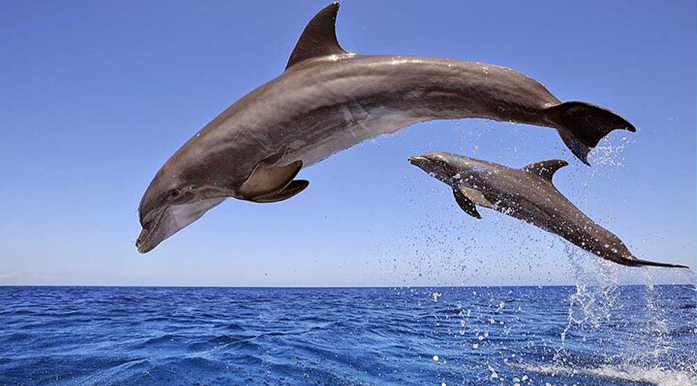Snorkeling trip to the dolphin house from Hurghada