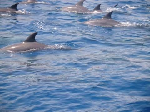 Snorkeling trip to the dolphin house from Hurghada