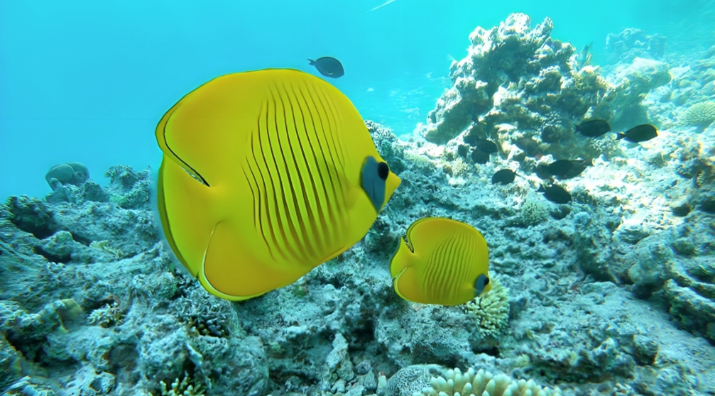 Snorkeling trip to the dolphin house from Hurghada