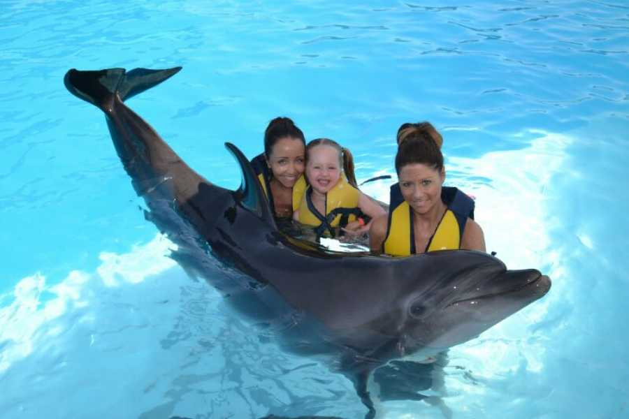 Swim with Dolphins Sharm El Sheikh | Magical Marine Encounter Swim with dolphins sharm el sheikh