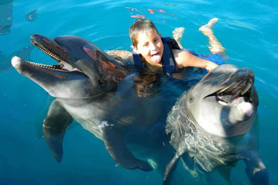 Swim with Dolphins Sharm El Sheikh | Magical Marine Encounter Swim with dolphins sharm el sheikh