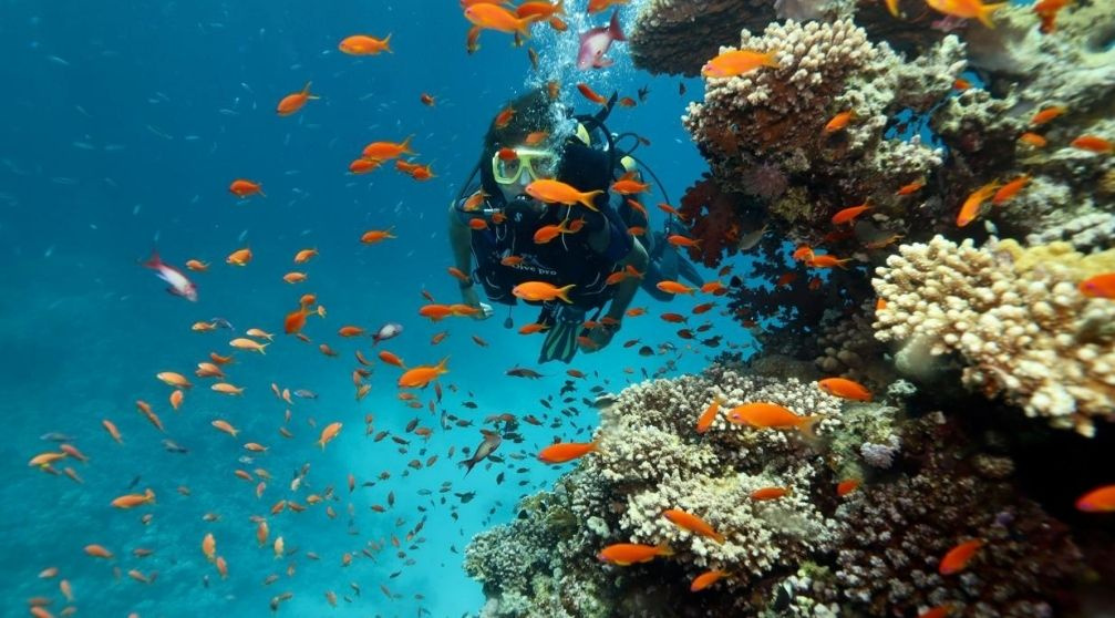 liveaboard Red sea Hurghada liveaboard Red sea Hurghada