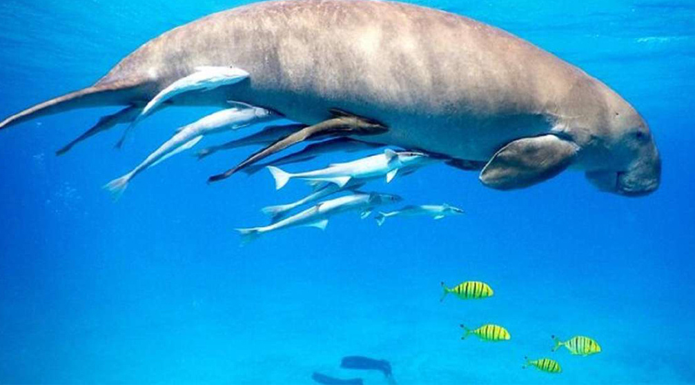 Abu Dabbab Dugong Schnorchelausflug von Sahl Hasheesh