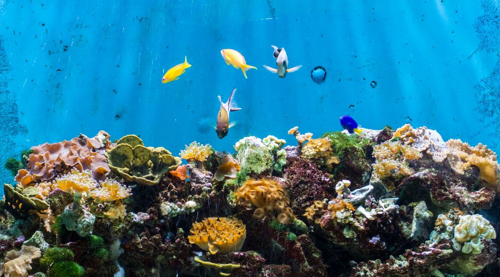 Marsa Mubarak Tauchausflug ab Port Ghalib Marsa Mubarak Tauchtour ab Port Ghalib