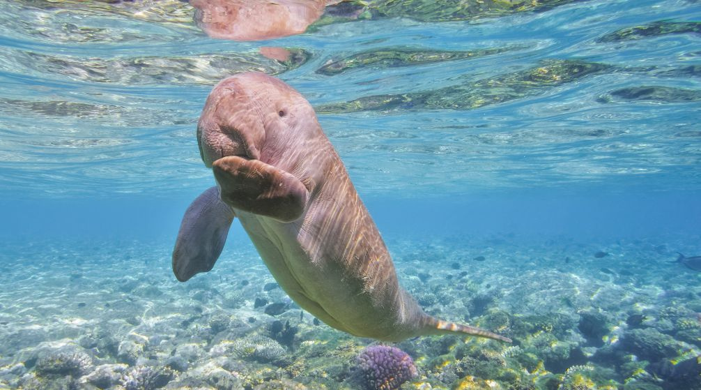 Marsa Mubarak Tauchausflug ab Port Ghalib Marsa Mubarak Tauchtour ab Port Ghalib