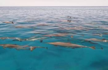 Privater Bootsausflug zum Satayh Dolphin Reef ab Port Ghalib