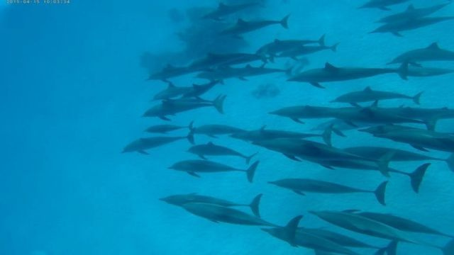 Privater Bootsausflug zum Satayh Dolphin Reef ab Port Ghalib