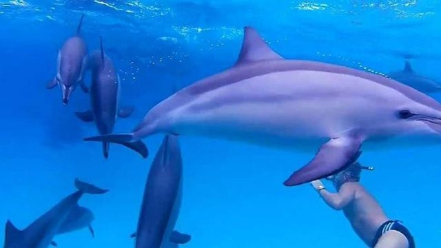 Privater Bootsausflug zum Satayh Dolphin Reef ab Port Ghalib