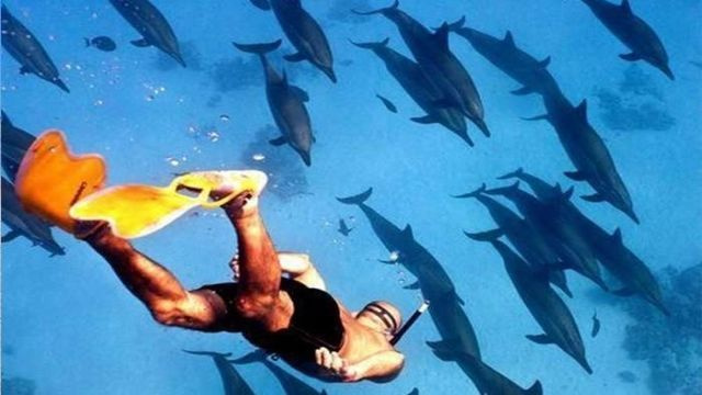 Privater Bootsausflug zum Satayh Dolphin Reef ab Port Ghalib