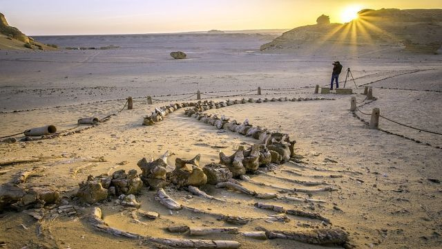 Ausflug zum Wadi Al Hitan und Fayoum Oase ab Kairo