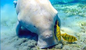 Excursiones de esnórquel desde Marsa Alam