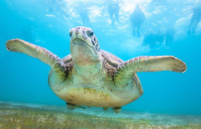 Excursiones de esnórquel desde Marsa Alam