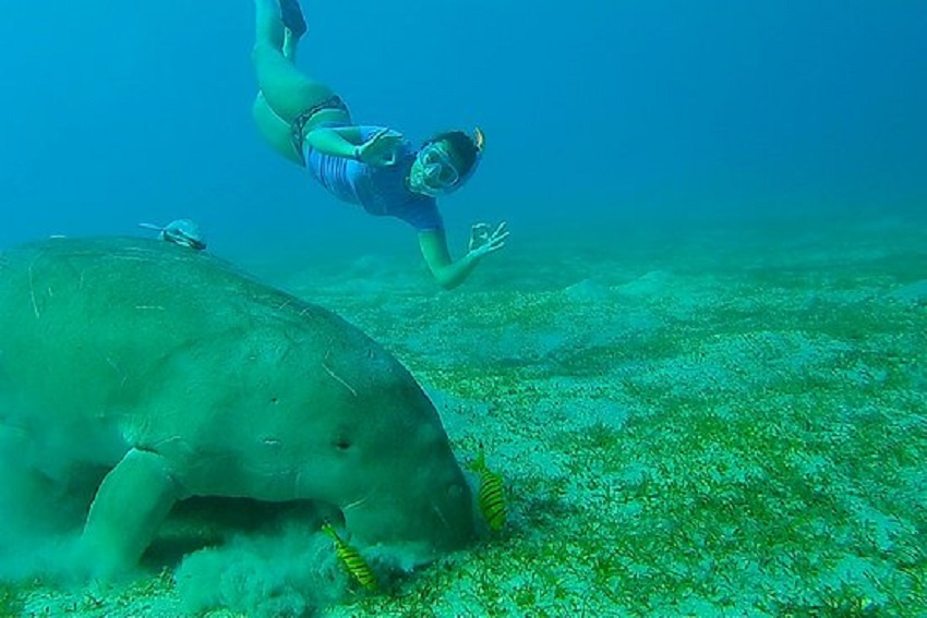Excursiones de esnórquel desde Marsa Alam