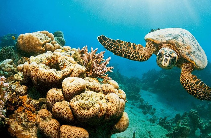 Excursiones de snorkel desde Portghalib