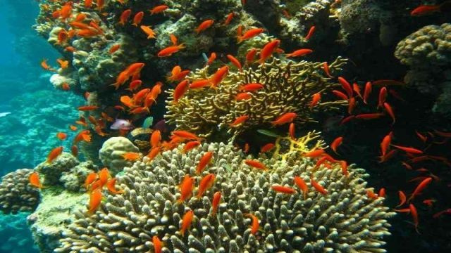 Marsa Mubarak excursión de snorkel desde Marsa Alam