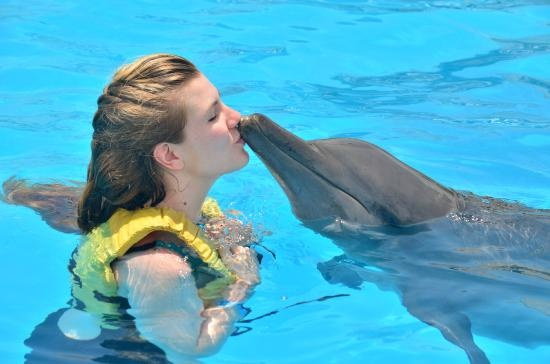 Nadar con delfines en El Gouna
