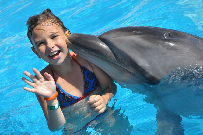 Nadar con los delfines en Sharm El Sheikh