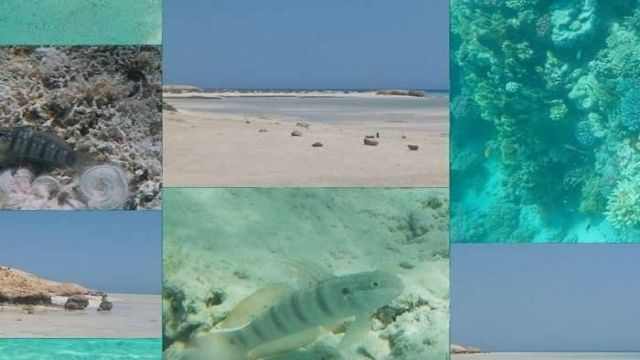 Tour de snorkel de medio día en Sharm El Luli desde Marsa Alam