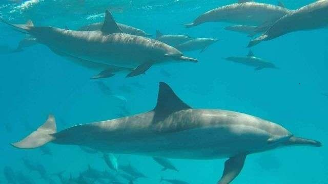 Tour de snorkel en Shaab Samadai desde Marsa Alam