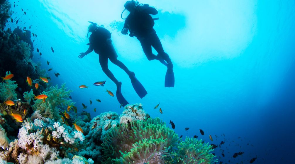 Excursion de plongée en apnée aux îles Hamata depuis Port Ghalib