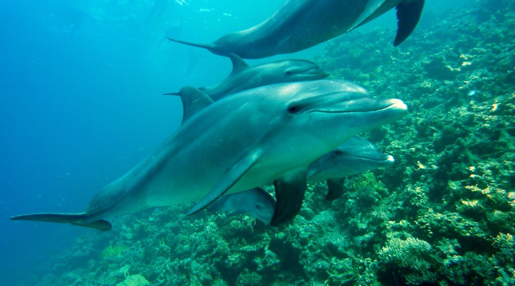 Excursion de plongée en apnée aux îles Hamata depuis Port Ghalib