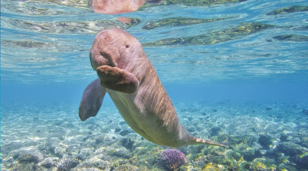 Excursion de plongée en apnée à Abu Dabbab Dugong au départ de Port Ghalib